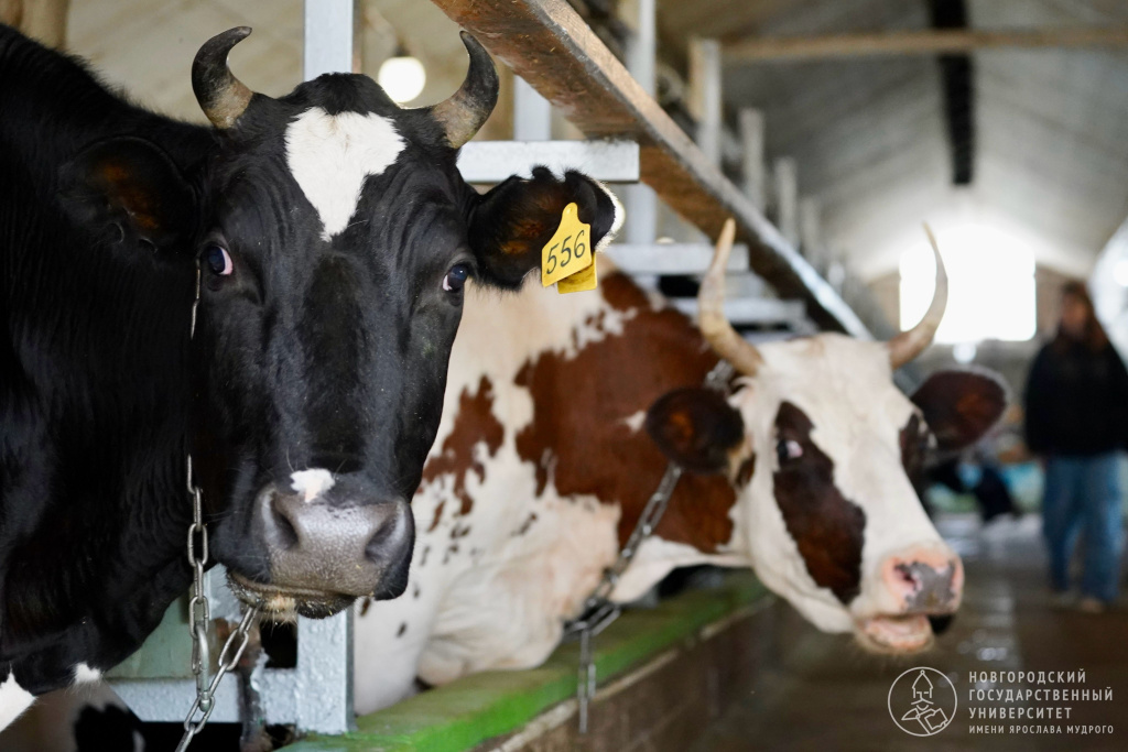 4096-2731-max (11).jpg